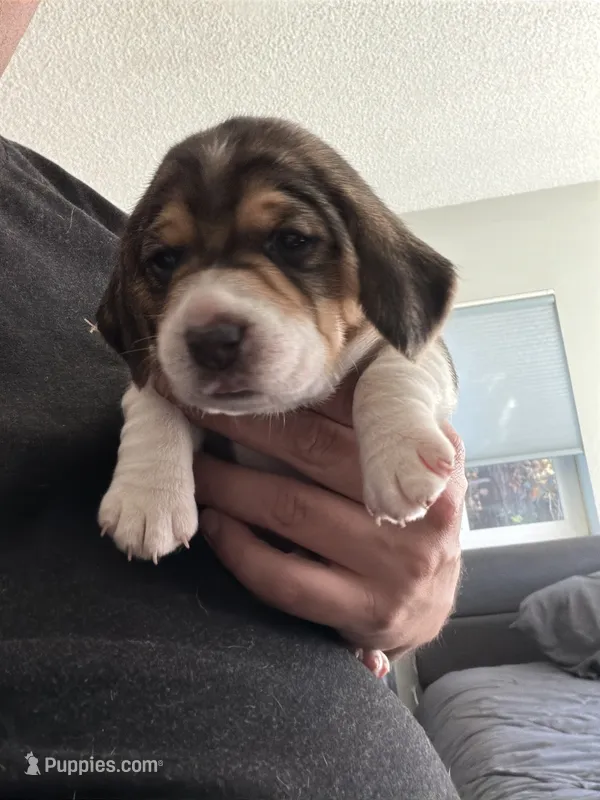 Purple Collar-Girl – Beagle puppy for sale in Escalon, CA