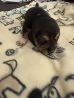 processed/6a80bf87-c5ba-45ab-a17d-706299f9d02f/listing/abfba23c-ec6b-43cc-a080-5d888e406235/3483d1d2-5cc0-4bbc-a607-91b9b20179c3