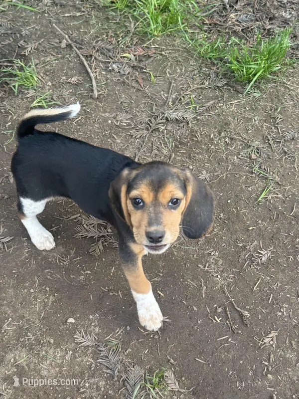 Black Tri Female-Purple – Beagle puppy for sale in Escalon, CA