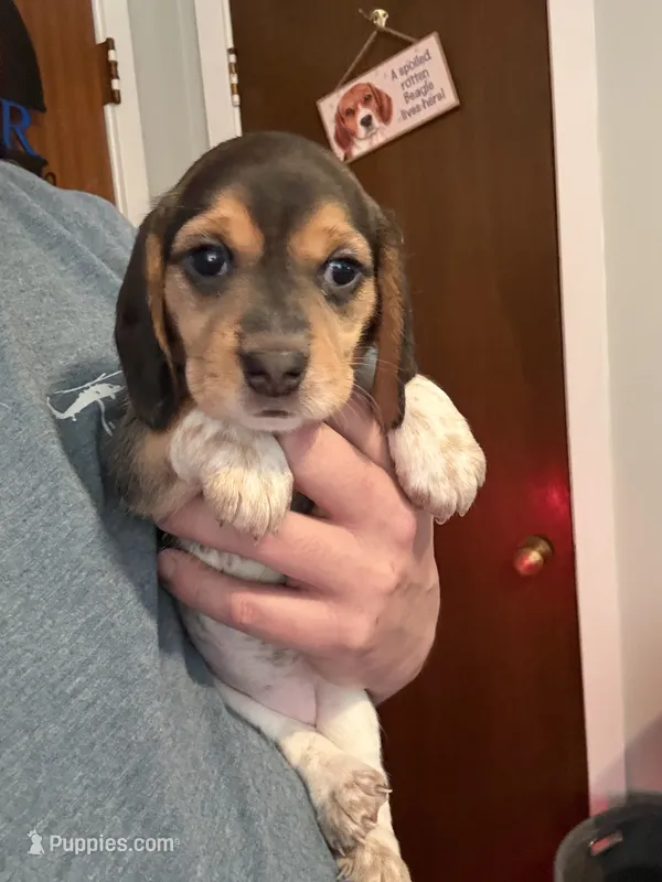 Black Tri Female-Purple