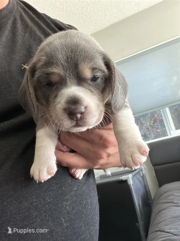 Orange Collar-Boy – Beagle puppy for sale in Escalon, CA