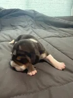 Purple Collar-Girl, a female Beagle for sale in Escalon, CA – 3 of 3