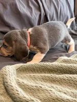 Pink Collar-Girl, a female Beagle for sale in Escalon, CA – 2 of 6