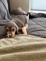 Pink Collar-Girl, a female Beagle for sale in Escalon, CA – 4 of 6