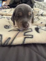 Blue Tri Male-Red, a male Beagle for sale in Escalon, CA – Photo 3 of 4