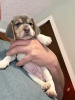 Blue Tri Male-Red, a male Beagle for sale in Escalon, CA – Photo 1 of 4