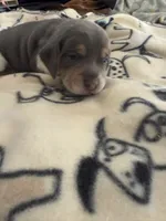 Blue Tri Male-Red, a male Beagle for sale in Escalon, CA – Photo 4 of 4