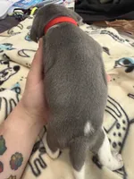 Blue Tri Male-Red, a male Beagle for sale in Escalon, CA – Photo 2 of 4