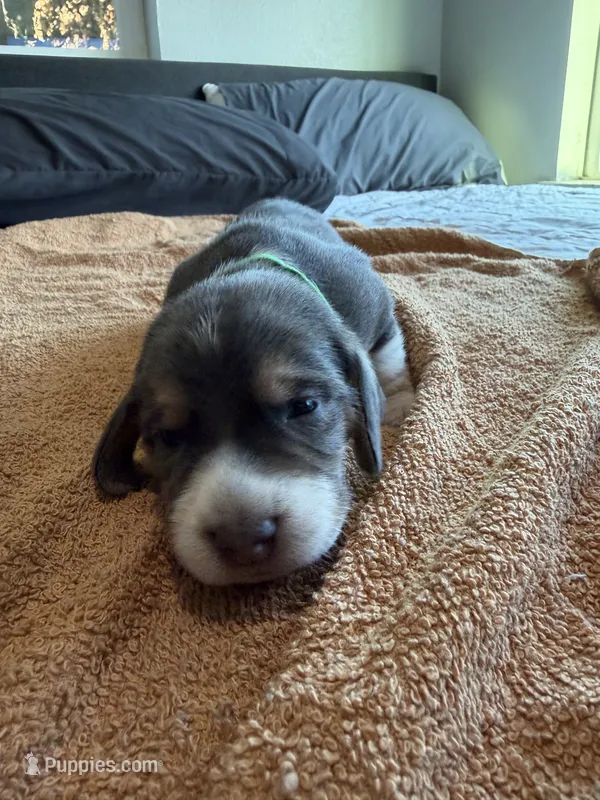 Green Collar-Boy – Beagle puppy for sale in Escalon, CA