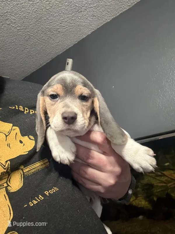 Blue Tri Female-Light Blue