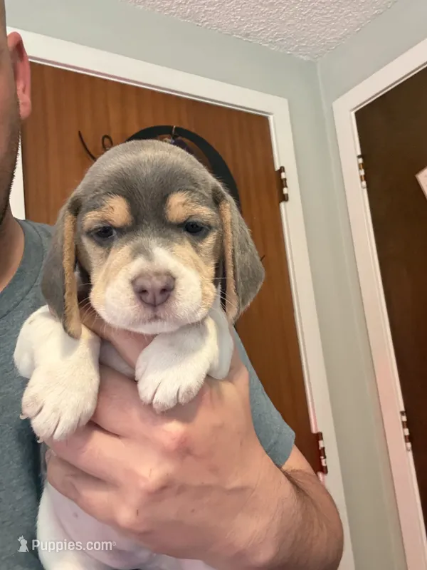 Blue Tri Female-Light Blue