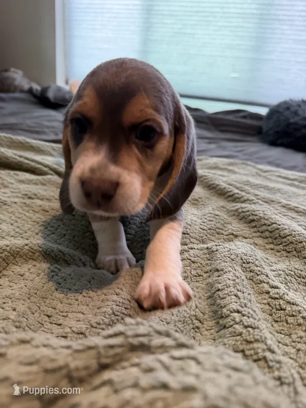 Green Collar-Boy – Beagle puppy for sale in Escalon, CA