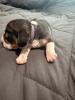 Purple Collar-Girl, a female Beagle for sale in Escalon, CA – 2 of 3
