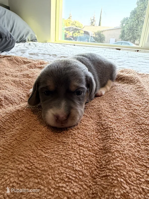 Pink Collar-Girl – Beagle puppy for sale in Escalon, CA