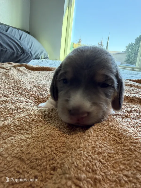 Gray Collar-Boy – Beagle puppy for sale in Escalon, CA