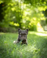 Fraggle Rock, a male French Bulldog for sale in Middleboro, MA – 2 of 4