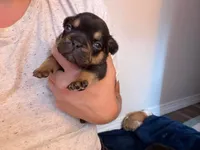 Tyson, a male French Bulldog for sale in Middleboro, MA – 3 of 4