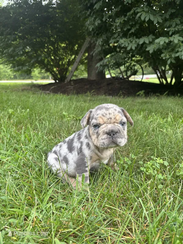 Blizzard – French Bulldog puppy for sale in Middleboro, MA