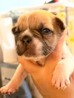 Peaches, a female French Bulldog for sale in Middleboro, MA – 1 of 3