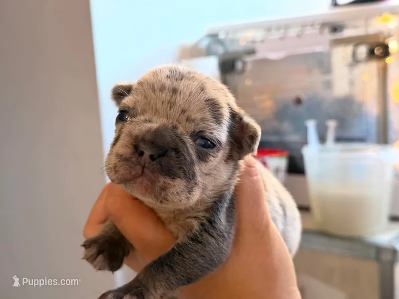 Blizzard – French Bulldog puppy for sale in Middleboro, MA