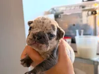 Blizzard, a female French Bulldog for sale in Middleboro, MA – 1 of 3