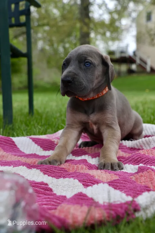 Orange Collar Blue Fawn Female – Great Dane puppy for sale in Middleboro, MA