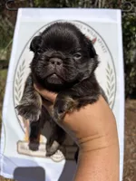 Snickerdoodle, a male French Bulldog for sale in Middleboro, MA – 3 of 3