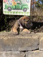 Daffy Duck, a female Great Dane for sale in Middleboro, MA – Photo 5 of 5
