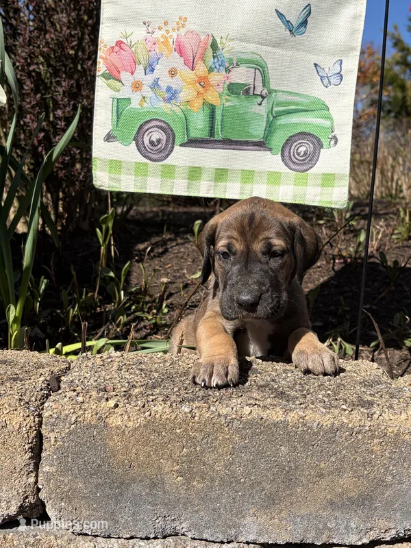 Daffy Duck – Great Dane puppy for sale in Middleboro, MA