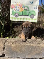 Daffy Duck, a female Great Dane for sale in Middleboro, MA – Photo 1 of 5