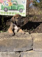 Daffy Duck, a female Great Dane for sale in Middleboro, MA – Photo 3 of 5