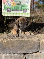 Daffy Duck, a female Great Dane for sale in Middleboro, MA – Photo 4 of 5
