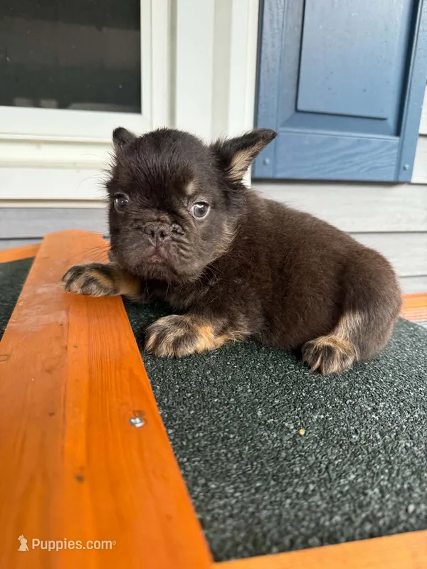Snickerdoodle – French Bulldog puppy for sale in Middleboro, MA