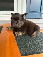 Snickerdoodle, a male French Bulldog for sale in Middleboro, MA – 1 of 4