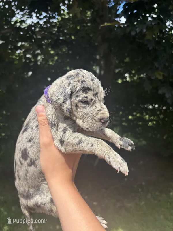 Purple Collar  – Great Dane puppy for sale in Middleboro, MA