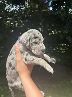 Purple Collar , a female Great Dane for sale in Middleboro, MA – 1 of 4