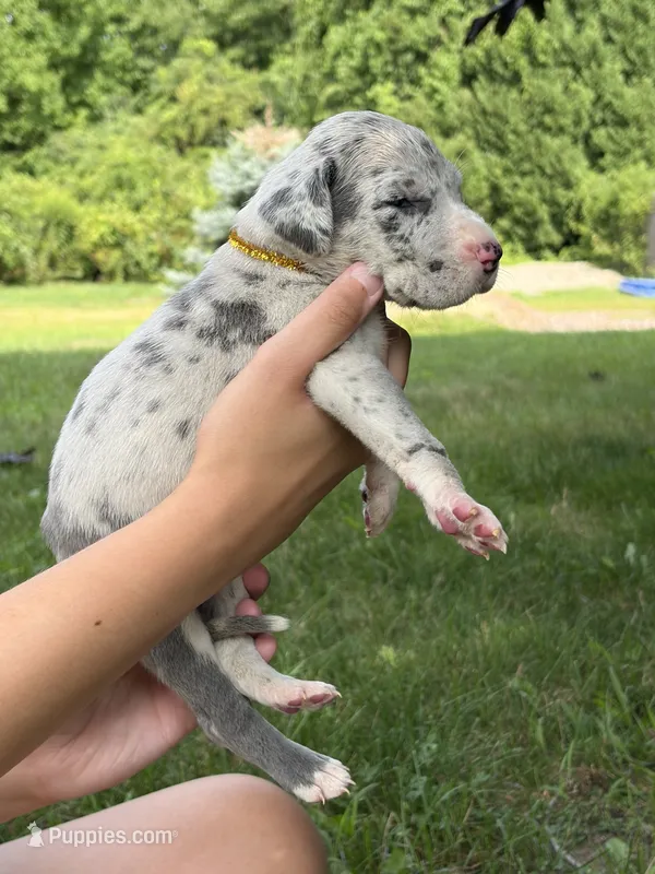 Gold Sparkle Collar – Great Dane puppy for sale in Middleboro, MA
