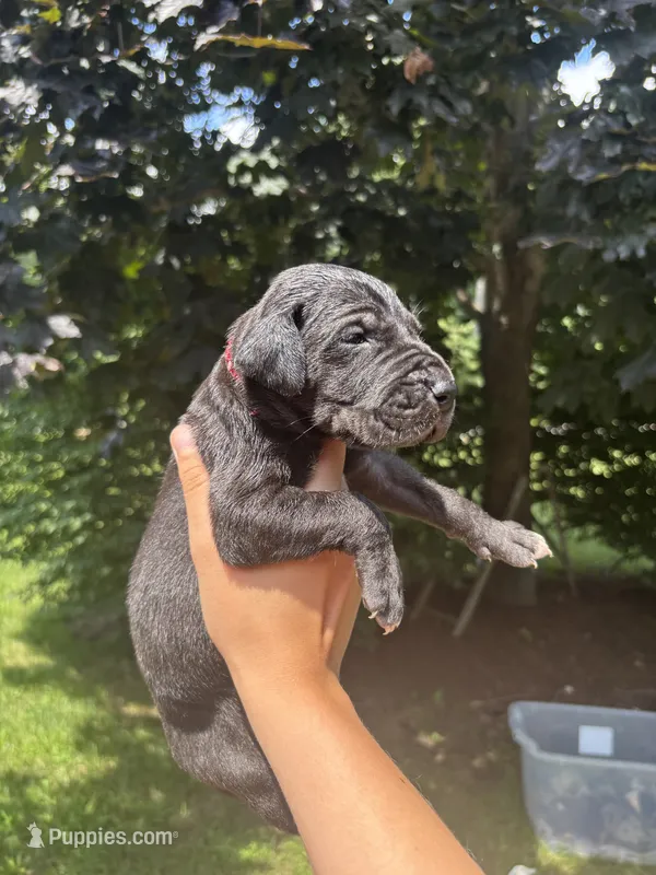 Red Collar  – Great Dane puppy for sale in Middleboro, MA