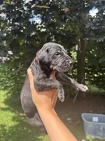 Red Collar , a female Great Dane for sale in Middleboro, MA – 1 of 4