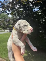 Gold Sparkle Collar, a male Great Dane for sale in Middleboro, MA – 2 of 5