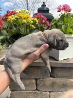 Orange Collar Blue Fawn Female, a female Great Dane for sale in Middleboro, MA – Photo 5 of 5