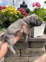 Orange Collar Blue Fawn Female, a female Great Dane for sale in Middleboro, MA – Photo 4 of 5