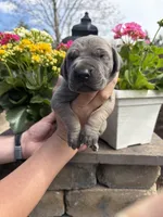Orange Collar Blue Fawn Female, a female Great Dane for sale in Middleboro, MA – Photo 2 of 5