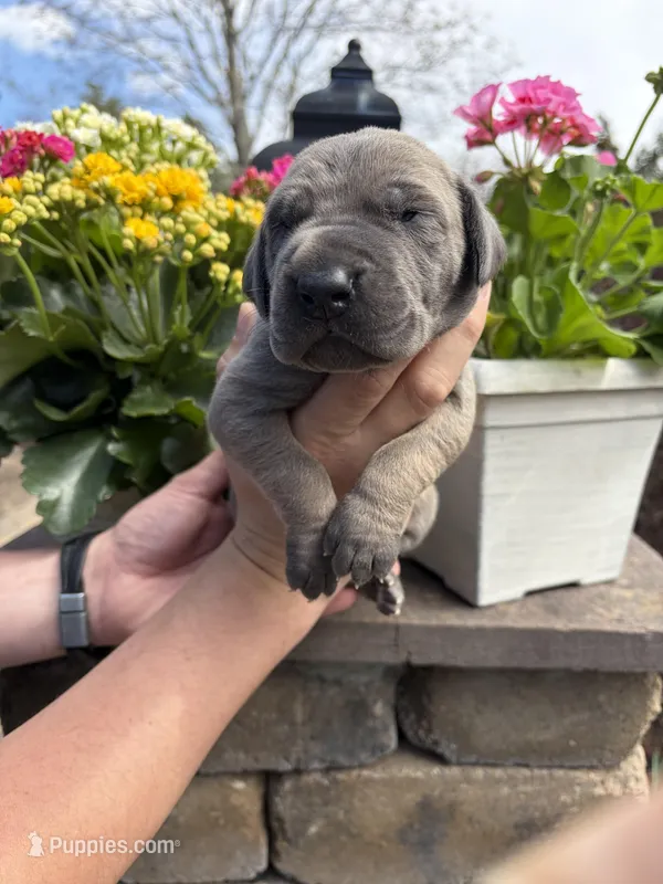 Orange Collar Blue Fawn Female – Great Dane puppy for sale in Middleboro, MA
