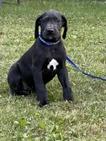 Tasha, a female Great Dane for sale in Middleboro, MA – 4 of 5