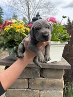 Red Collar Blue Tan Point Female, a female Great Dane for sale in Middleboro, MA – Photo 1 of 5