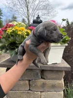 Red Collar Blue Tan Point Female, a female Great Dane for sale in Middleboro, MA – Photo 3 of 5