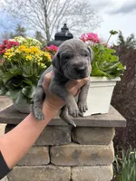 Red Collar Blue Tan Point Female, a female Great Dane for sale in Middleboro, MA – Photo 2 of 5