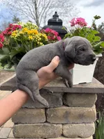 Red Collar Blue Tan Point Female, a female Great Dane for sale in Middleboro, MA – Photo 5 of 5