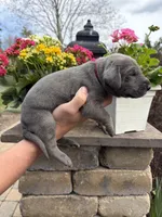 Red Collar Blue Tan Point Female, a female Great Dane for sale in Middleboro, MA – Photo 4 of 5